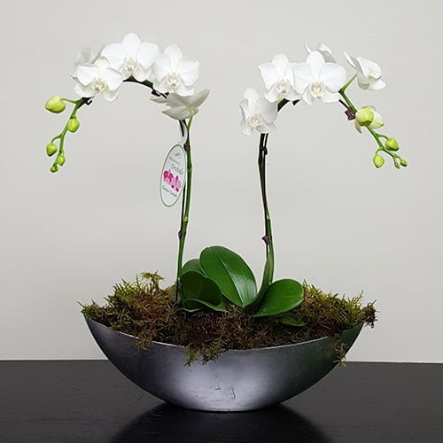 Orchid Bowl Petals Plus Floral Design