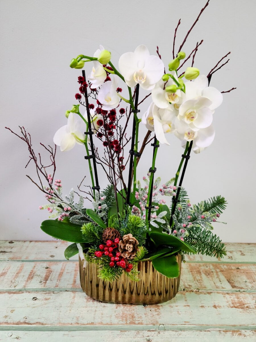 Holiday Orchids | Petals Plus Floral Design